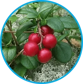 Arctic lingonberry berries shown for the Venus Factor ingredient section