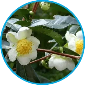 Camellia sinensis tea flowers and leaves shown for the Venus Factor ingredient section