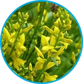 Genistein botanical ingredient illustration used in the Venus Factor formula section